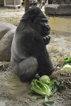 artis gorilla